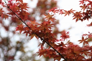 台北奧萬大楓紅