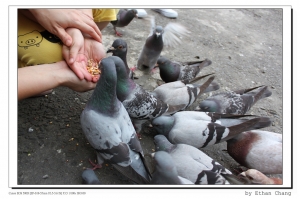 新手上路~請多指教~中和烘爐地<終於成功了!!!>