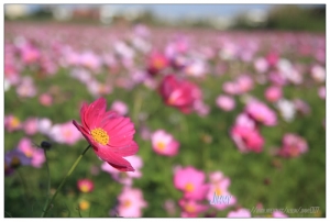 竹北市‧麻園里