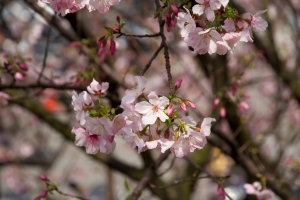 2011-03-05天元宮賞櫻