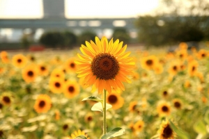 三重幸福水漾公園 向日葵