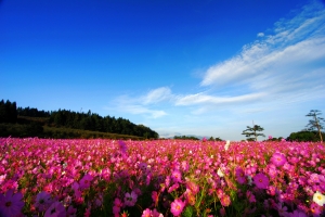 2012.9.20-23我與福壽山波斯菊之約