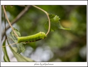 跟流行玩玩閃燈生態^^　　　by　鄉民