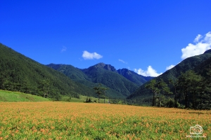 武陵農場金針花!