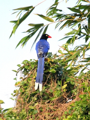 台灣藍鵲覓食記