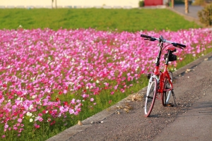 100年1月1日彰化花海午後時光