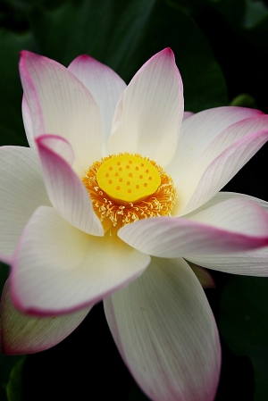 植物園-荷花之旅