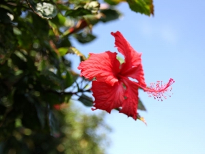 12月家中田園花草水果~柿柿平安