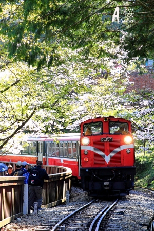 火車,櫻花 -- 藍天白雲阿里山(圖已修大)