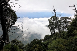 大雪山〔一〕— 雲海、台灣杜鵑