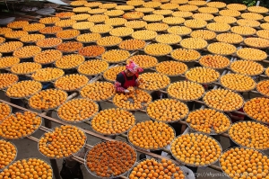 秋高氣爽-新埔鎮柿餅節隨拍