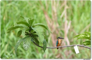 ●●●暑假玩到瘋之浮洲溼地●●●by雙胞胎姐姐
