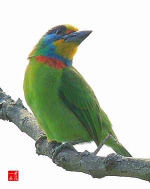 可愛的五色鳥