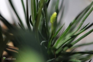 [550D]Ornithogalum lithopsoides