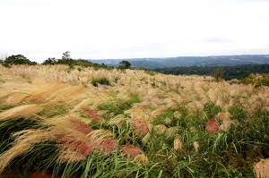 關西芒草&芒花 -by jyp.