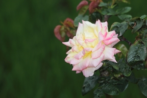 17-40L最後的作品-bevis