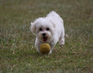 她的愛犬