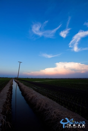 夕陽下，稻田里，忙插秧。