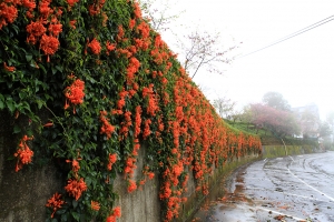 東勢林場雨中櫻花
