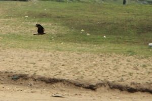老梅石槽打小鳥