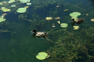 悠然自得的野鸭