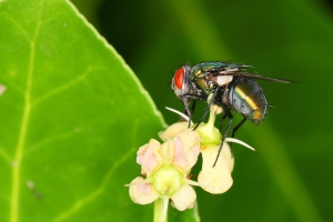 揮汗如雨的8月微距 !