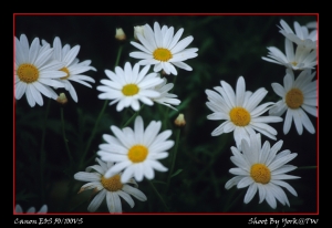 竹子湖海芋+金瓜石黃金瀑布