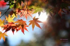 福壽山暴肝賞楓一日遊