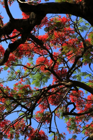 鳳凰花開驪歌響起時 .....