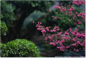 ●●●M42老蔡頭之....櫻雨綿綿●●●  by雙胞胎爸
