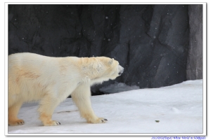 White World In Hokkaido~Day4