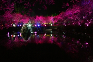 大兔+24-70L  花與夜。九族   -  雜工