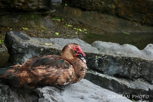 公園裡的常見大型鳥類