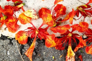 2012鳳凰花季~鳳凰花綠色隧道&nbsp;&nbsp;^&nbsp;&nbsp;^