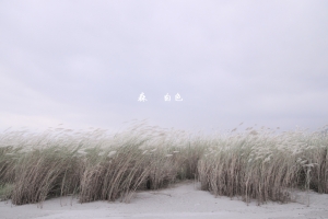森  白色
