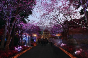 九族&nbsp;&nbsp;夜櫻