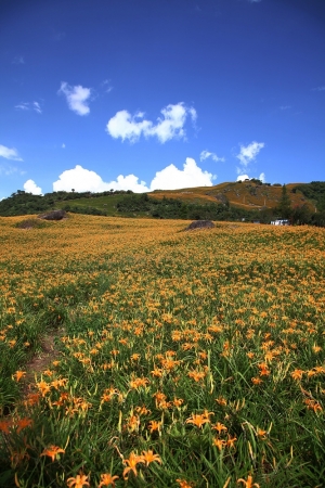 六十石山-金針花~