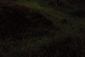 若蘭山莊螢火蟲