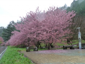 2010 武陵櫻花雨