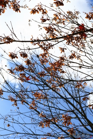 -= 阿里山之旅 =-