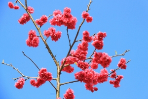 大坑賞櫻去~