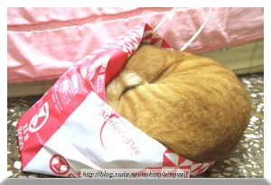 以為自己很小隻的袋子貓 =.=