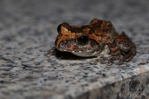 這小東西是一定要我拍他(她?)就是啦..