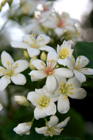 都是油桐花