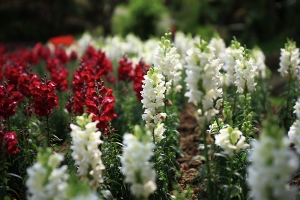 桃源仙谷+綠光森林