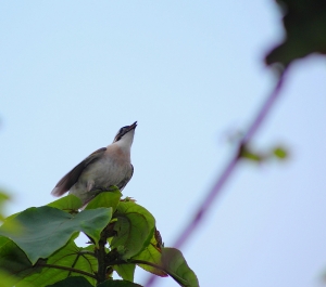 早晨白頭翁-bevis