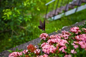 下雨天拍蝴蝶~~~