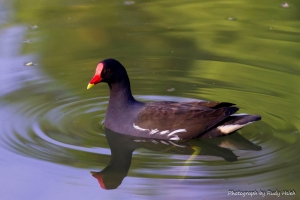 大安森林公園生態