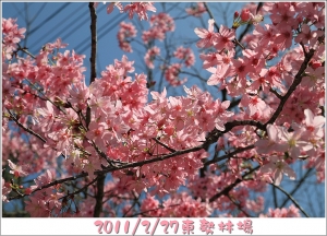 台中東勢林場櫻花