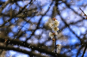 梅嶺半日遊隨拍